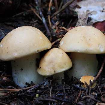 五月蘑菇和枯萎蘑菇的照片