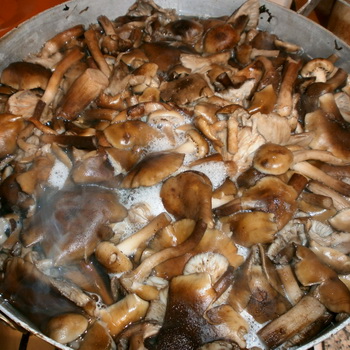 Sådan tilberedes svampe af forskellige typer