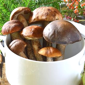 如何烹饪牛肝菌：蘑菇菜肴食谱