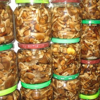 Mainit na salting honey mushroom: mga recipe ng lutong bahay