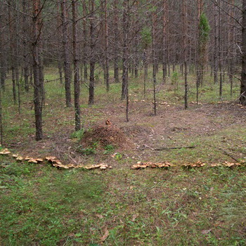 Tiden og betingelserne for vækst af svampe i skoven