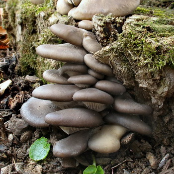 Oyster mushroom: larawan at paglalarawan