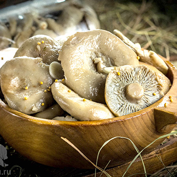 Sådan forbereder du svampe til vinteren derhjemme