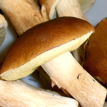 Apa persiapan lezat dari jamur porcini yang bisa dibuat?