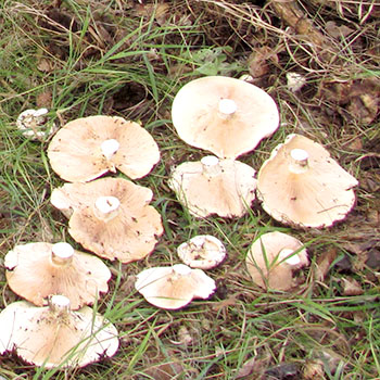 牛奶蘑菇在哪里生长：在哪些森林中寻找它们
