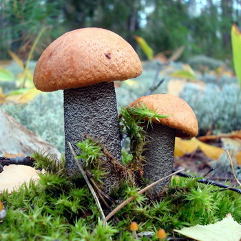 Boletus svamp: foto og beskrivelse