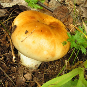 Valui mushroom: larawan at paglalarawan