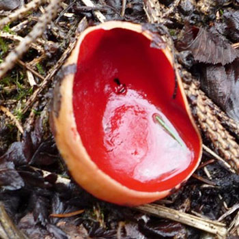 Sarkoscif 蘑菇：照片和描述