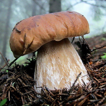 Posible bang pumili ng porcini mushroom sa Oktubre?