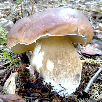 Paano maayos na hawakan ang porcini mushroom pagkatapos ani