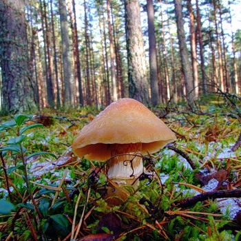 Rengaskorkki - syötävä sieni