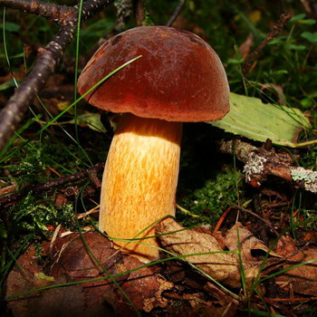 Dubovik：蘑菇的类型 - 普通和有斑点