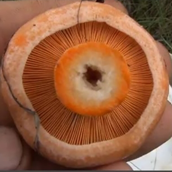 Kuinka pestä sienet oikein ennen kypsennystä