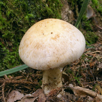 Väärä sienivalui (kumimainen tahmea)