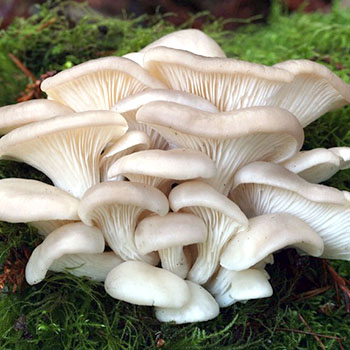 不同类型的牡蛎蘑菇：描述和好处