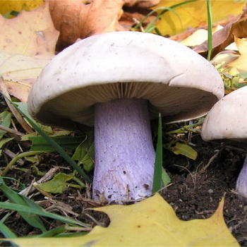 Bolet ryadovka amb peus de color lila: foto i descripció, llocs i temporada de recollida