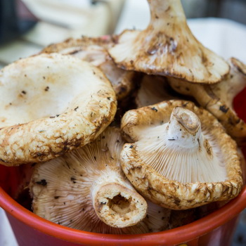 Apa yang dapat Anda lakukan dengan jamur susu: resep jamur