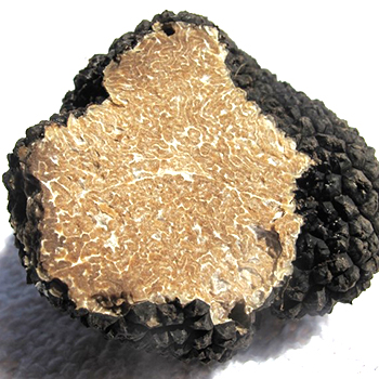 Tumbuh truffle: teknologi yang tepat