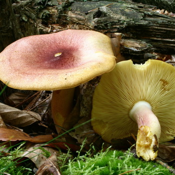 蘑菇ryadovka 黄红色（脸红）