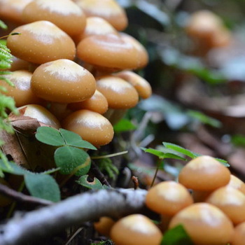 Saan at kailan mangolekta ng honey mushroom sa Moscow at sa rehiyon ng Moscow