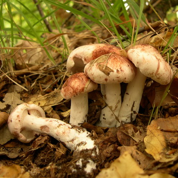 蘑菇吸水器：照片和描述