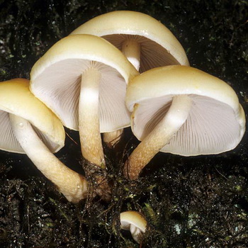 Lažna medena gljiva (mak)