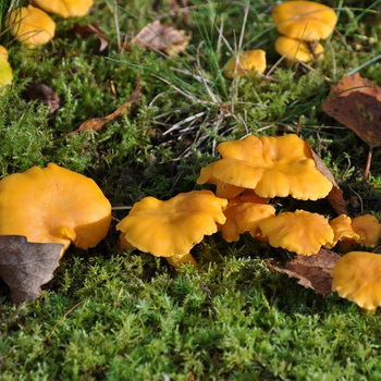 鸡油菌蘑菇如何生长以及如何收集它们