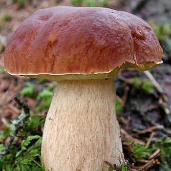 White mushroom (birch at pine)