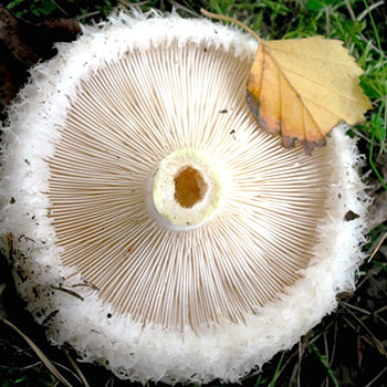 奶蘑菇和podgruzdki、吱吱和其他蘑菇有什么区别（附图）