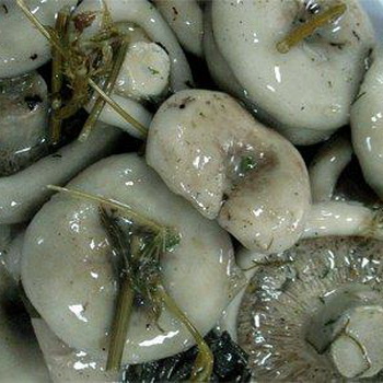 Hidangan dari jamur susu asin: resep camilan jamur