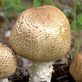 森林蘑菇的种类