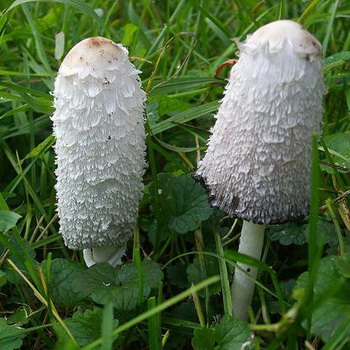 Ano ang hitsura ng mga dung mushroom