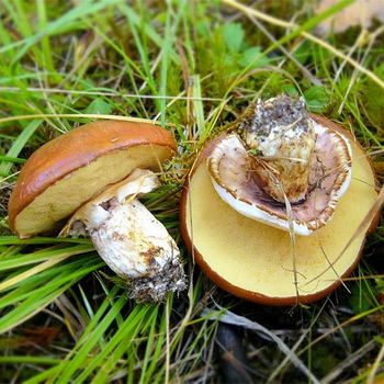 Mantikilya na may "palda": nakakain at maling mushroom