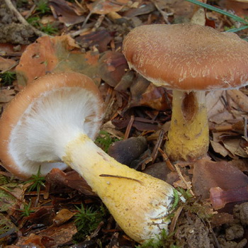 Különböző típusú lamellás gombák jellemzői
