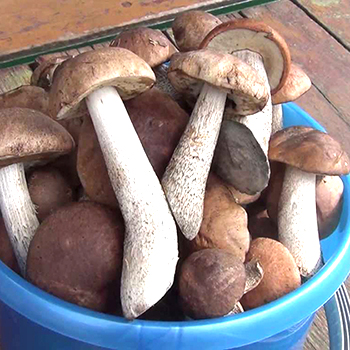 Cara memasak jamur cendawan: resep untuk persiapan musim dingin