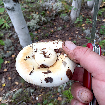Kde rastú mliečne huby v lese a ako ich hľadať