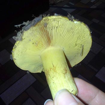 Vihreä ryadovka-sieni (vihreä tee): miltä se näyttää ja milloin kerätä