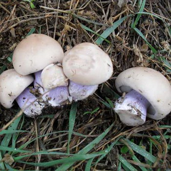 Cara mengasinkan jamur kaki biru: resep buatan sendiri