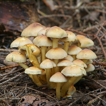 Maling sulfur-yellow honey mushroom: larawan at paglalarawan
