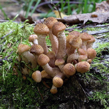 "Uspenskie" houby: jak vypadají a kdy je sbírat