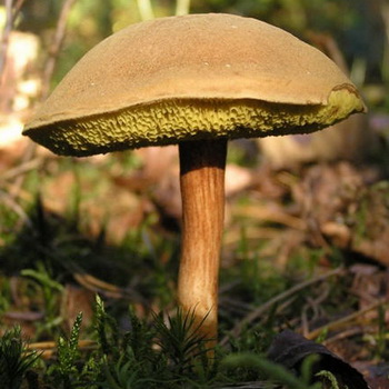 山羊蘑菇：照片，描述