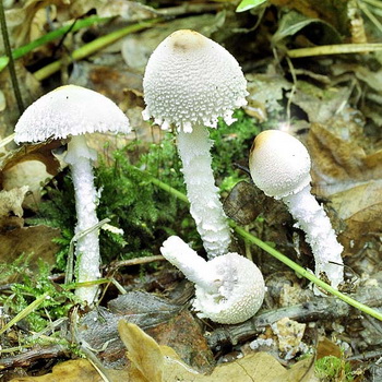 Lepioti – jedovaté houby