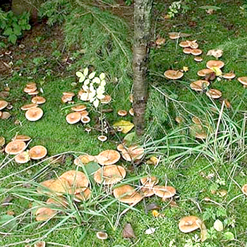 Di mana dan bagaimana jamur tumbuh: apa yang perlu diketahui pemetik jamur