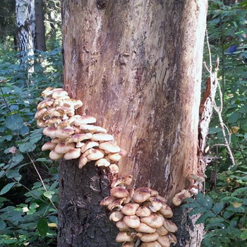 Jamur yang dapat dimakan dan palsu yang tumbuh di pohon
