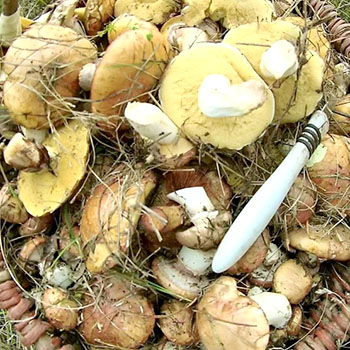 Aturan memetik jamur: pengingat cepat