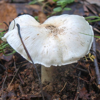 Rækkedue (glaucous): foto og beskrivelse af svampen