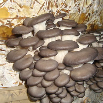 Pag-aanak ng oyster mushroom: mga pamamaraan at teknolohiya ng paglilinang