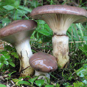 Cara mengidentifikasi cendawan palsu: tips untuk pemetik jamur