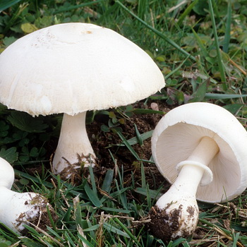Volvariella-svampen og dens art foto - smuk og slimet hoved