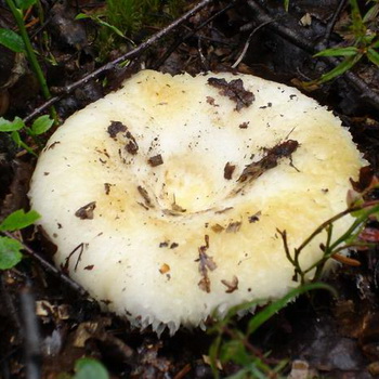 有条件食用的牛奶蘑菇：照片和描述